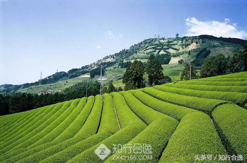草莓补给，初春十里茶园为赛道，来挂川喝茶跑马！