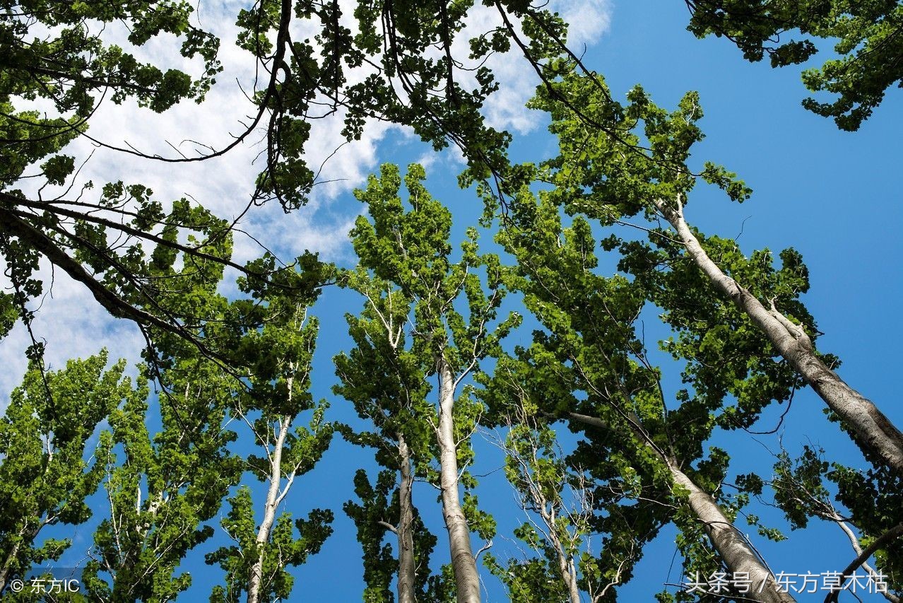 赞美杨树的诗句经典,描写杨树春天的诗句