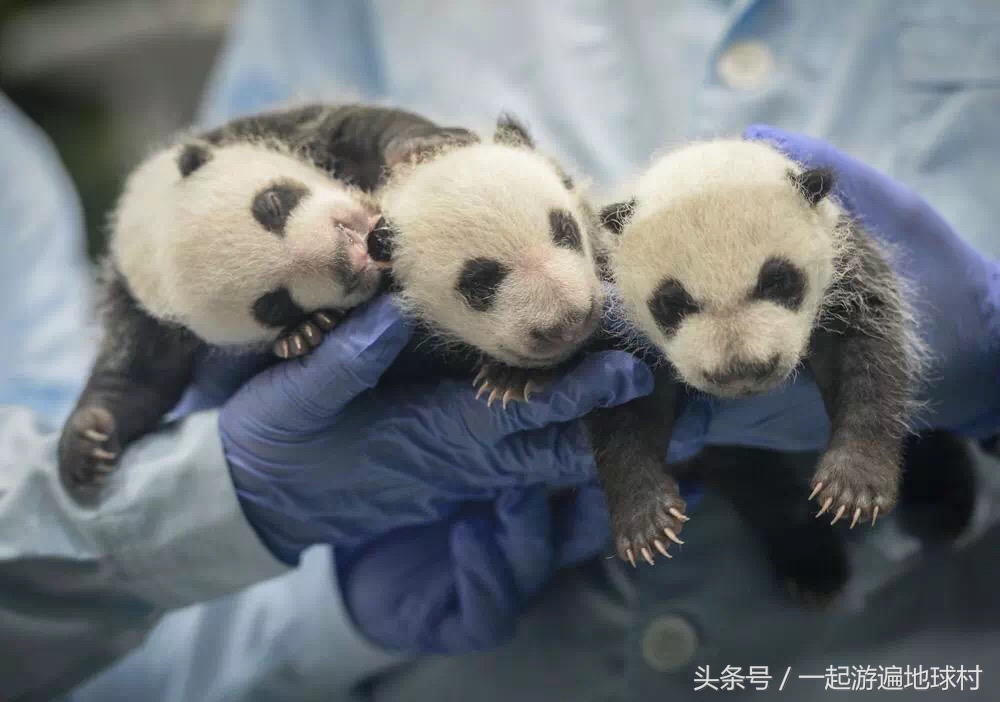 长隆野生动物世界游玩北门攻略,长隆野生动物世界旅游攻略路线