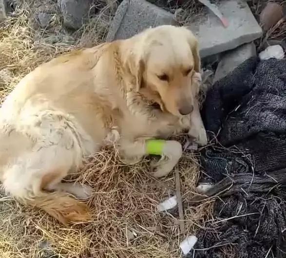 狗狗死前离开家,狗狗临死前跑走