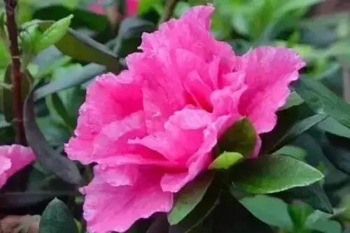 带你认识全国的省花,中国各地市花是什么