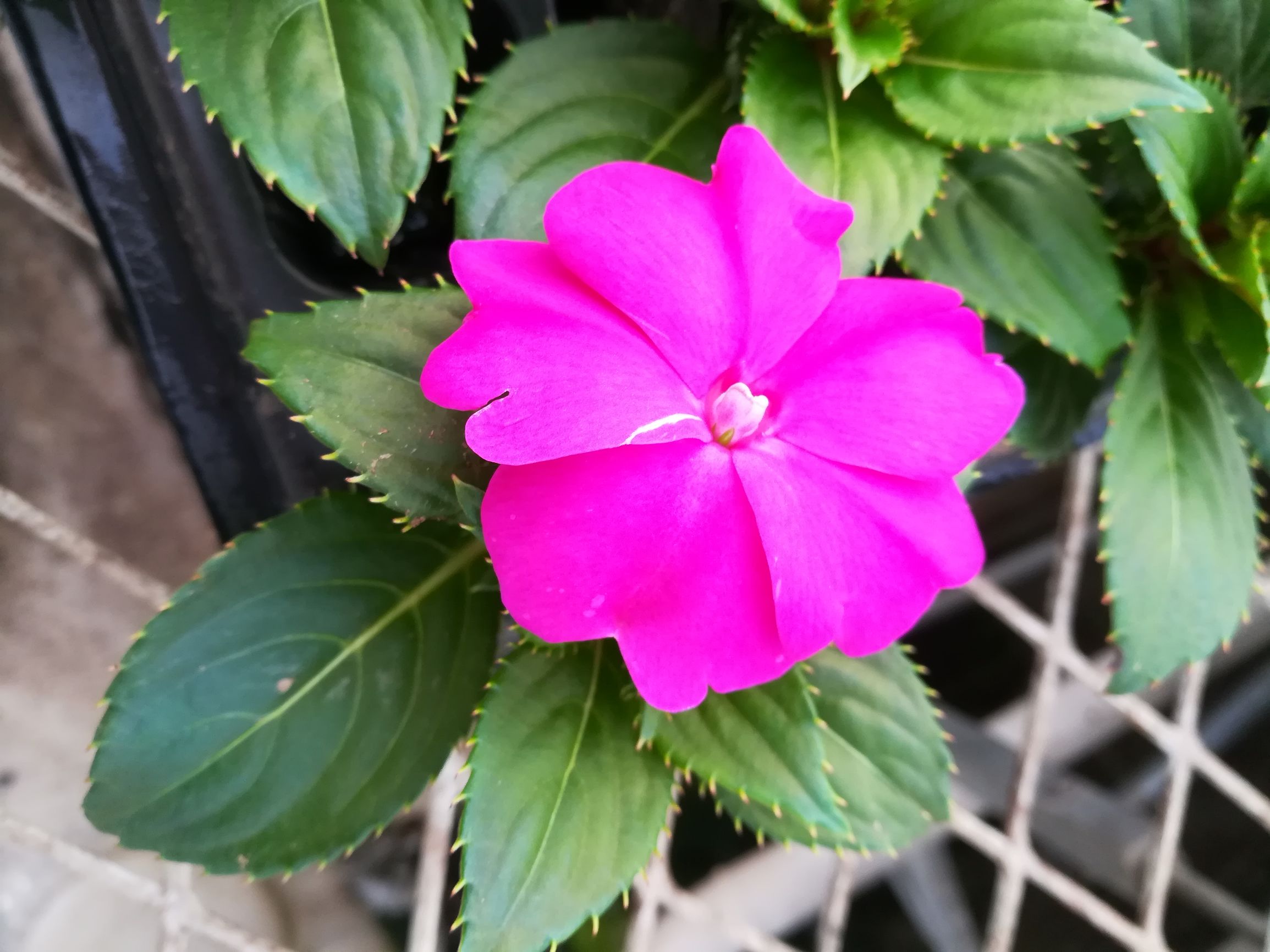 新几内亚凤仙,新几内亚凤仙怎么养