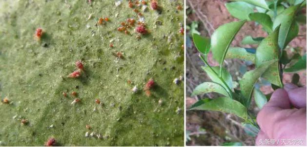 柑橘溃疡病黄化专用药,柑橘黄化病的原因和解决方法
