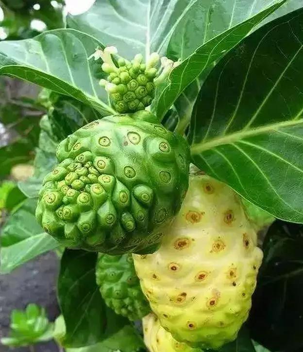 盘点一下那些少见而又奇葩的水果,千奇百怪的水果图片