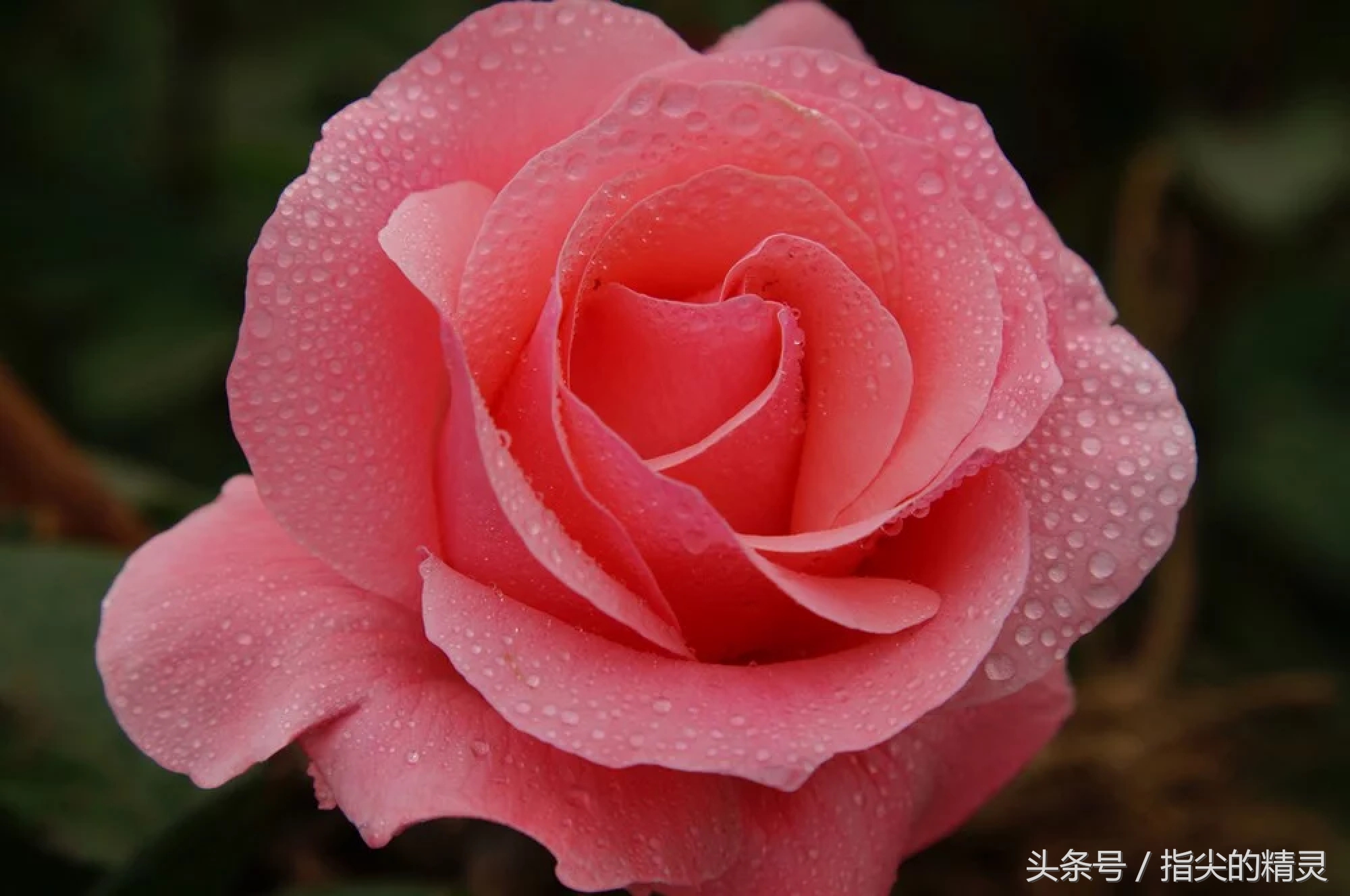 拍摄花卉组图大全,冬天拍玫瑰花图片大全