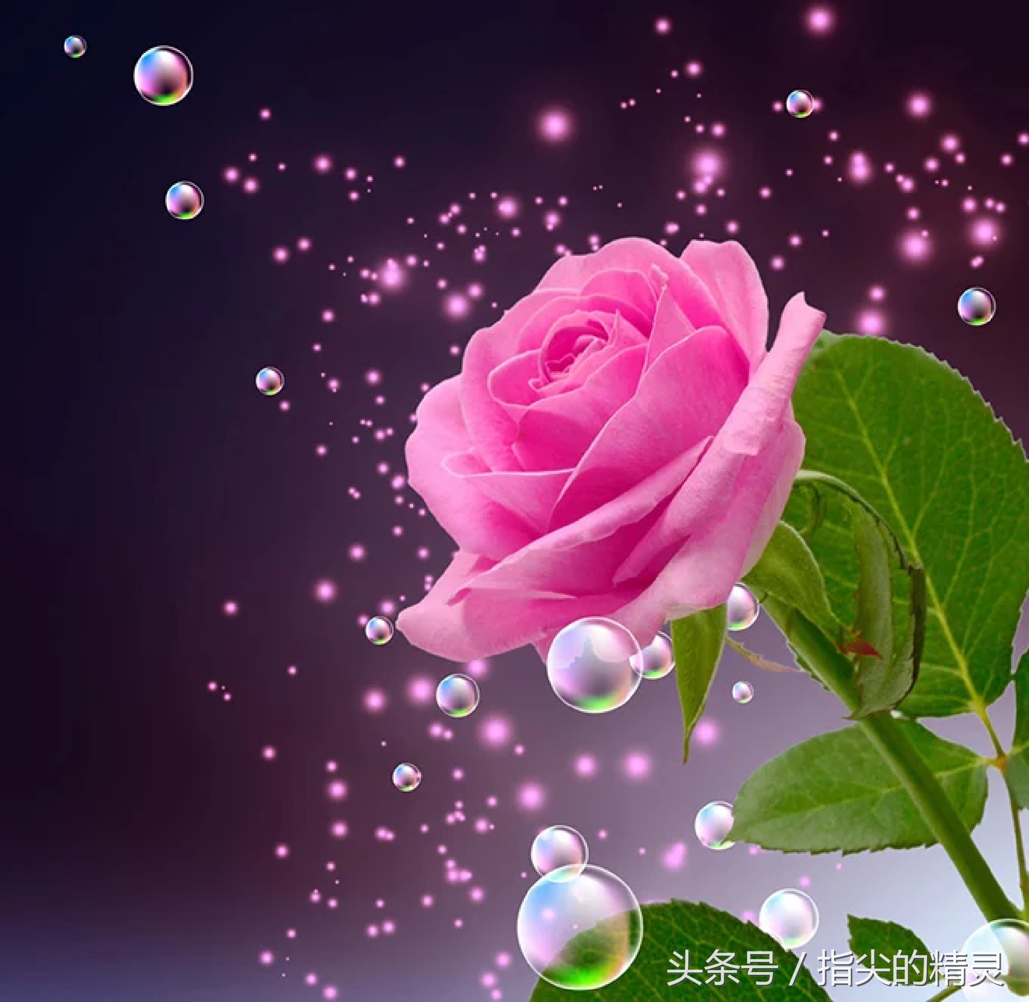 拍摄花卉组图大全,冬天拍玫瑰花图片大全