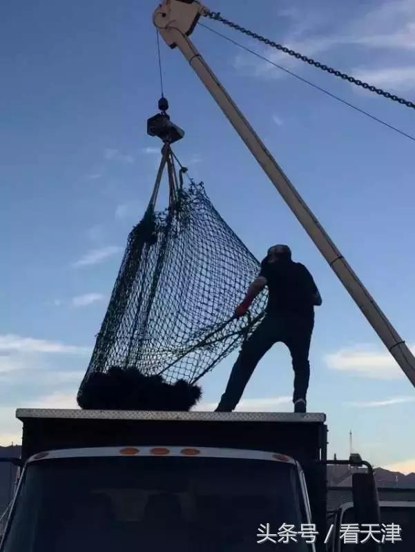天津超级大市集,天津大胡同年货市场