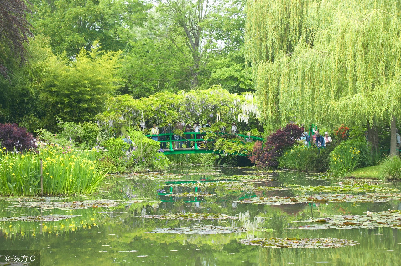 在那池边的一角，一棵柳树迎风招展