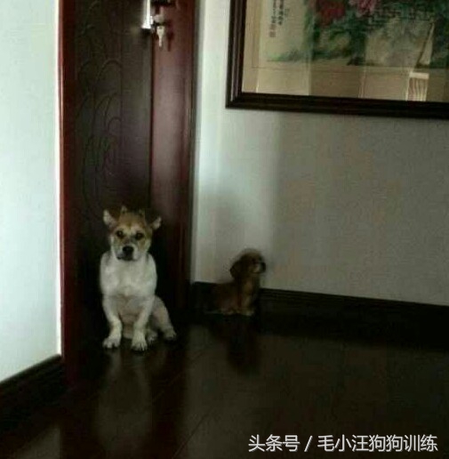 狗狗是怎么理解离别?铲屎官们纷纷讲述自家狗子的故事~