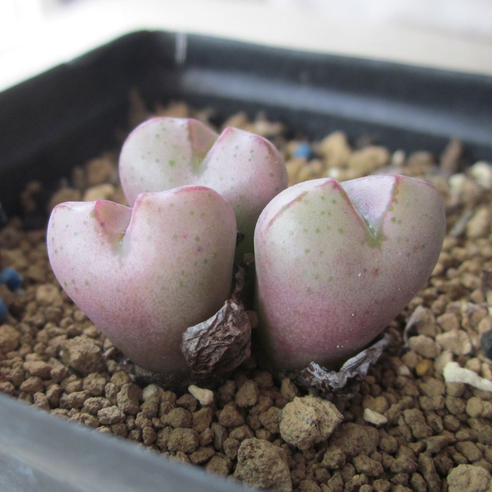 多肉生石花开花后会怎样,生石花多肉中间是空的