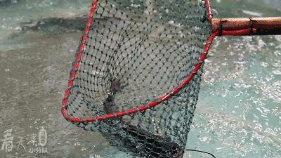 天津大胡同市集,天津最全年货市集都在这儿了