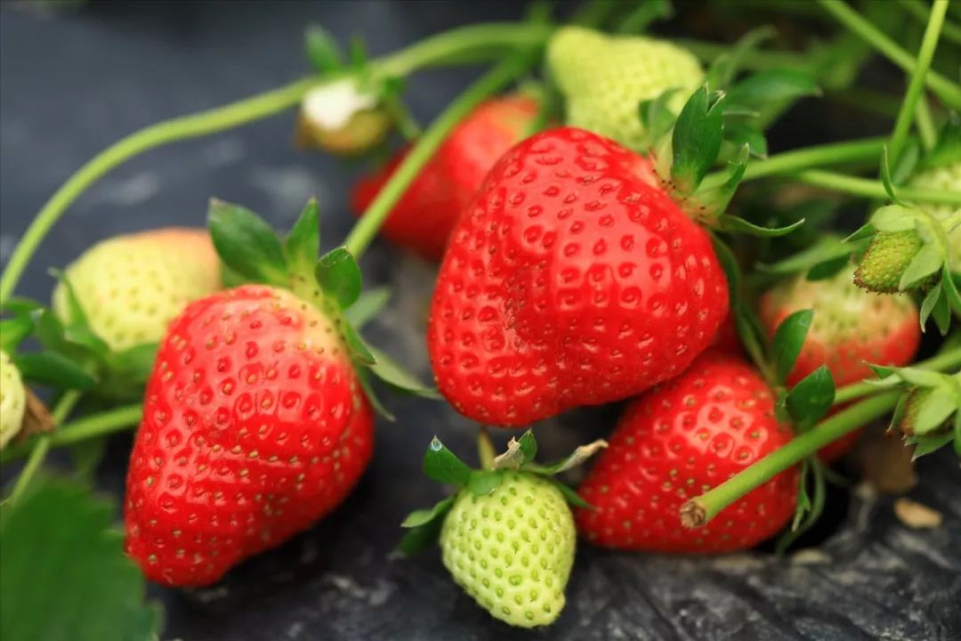 春节活动时间表大连,大连大型活动时间表