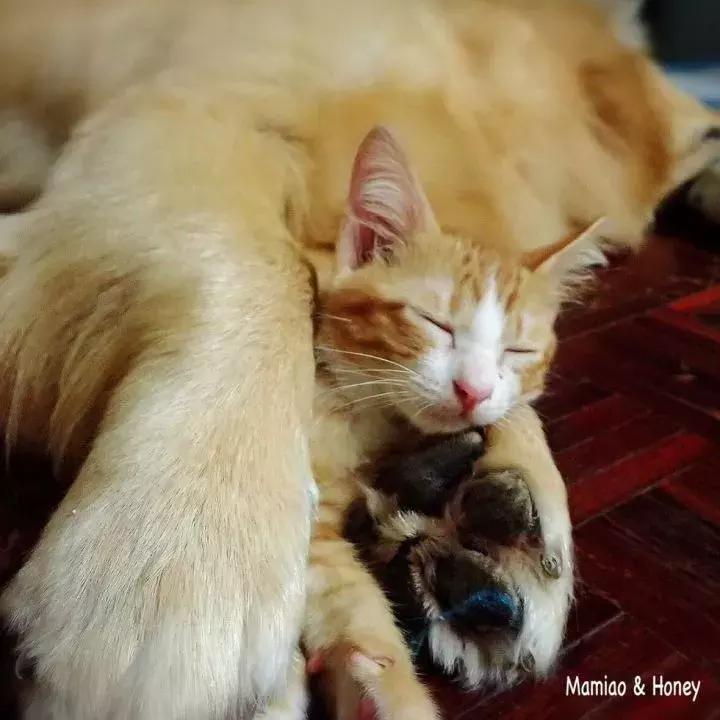 这只金毛和小菊猫的画风太甜啦！情人节狗粮奉上