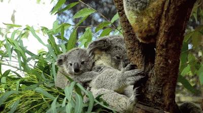 呆萌嗜睡的澳洲国宝居然是吃“屎”长大的