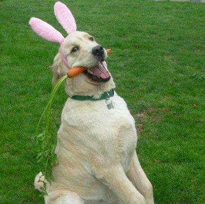 怎么训狗狗去狗垫上休息,怎么训练狗狗不拆家听话