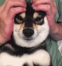 狗年就要到啦,超萌柴犬祝大家每天笑容满面无忧无虑!