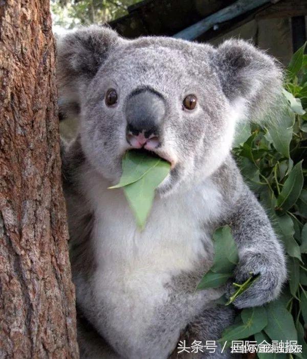 网易考拉回怼中消协，真假货之争背后海淘陷渠道乱象