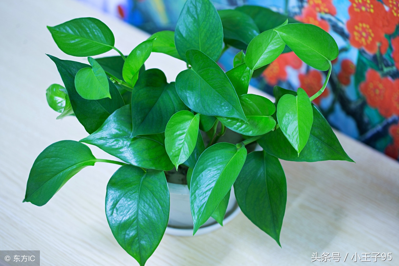 绿萝的养殖方法和注意事项盆栽,刚快递回来的绿萝在冬季怎样养殖