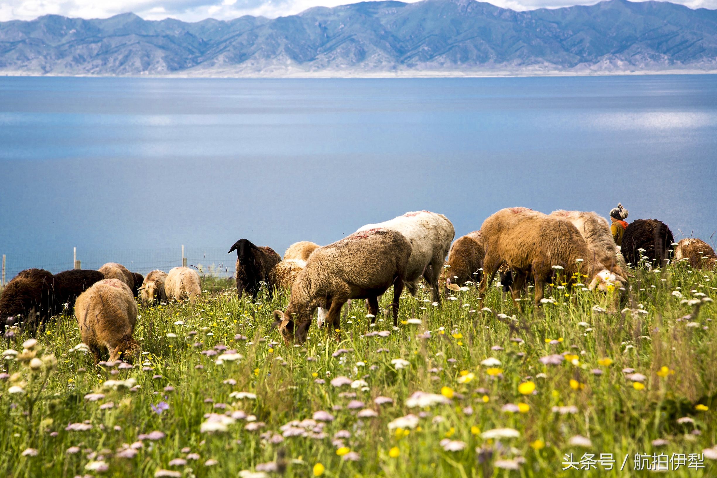 美丽的赛里木湖风景图片,赛里木湖的美景
