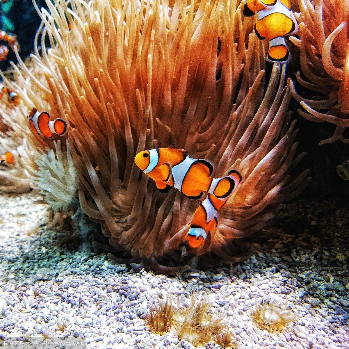 小丑鱼海缸开缸教程新手入门,双带小丑鱼和公子小丑鱼哪个好养