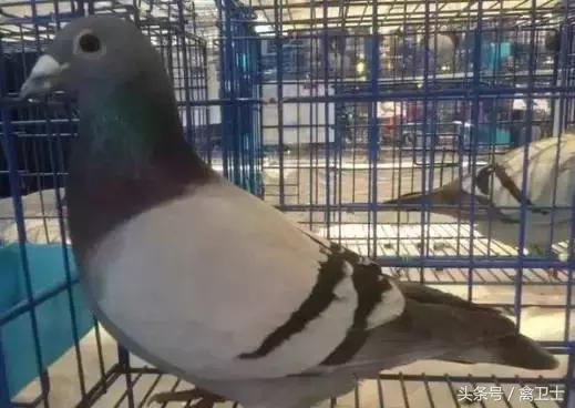 鸽子用药,鸽子用药有诀窍