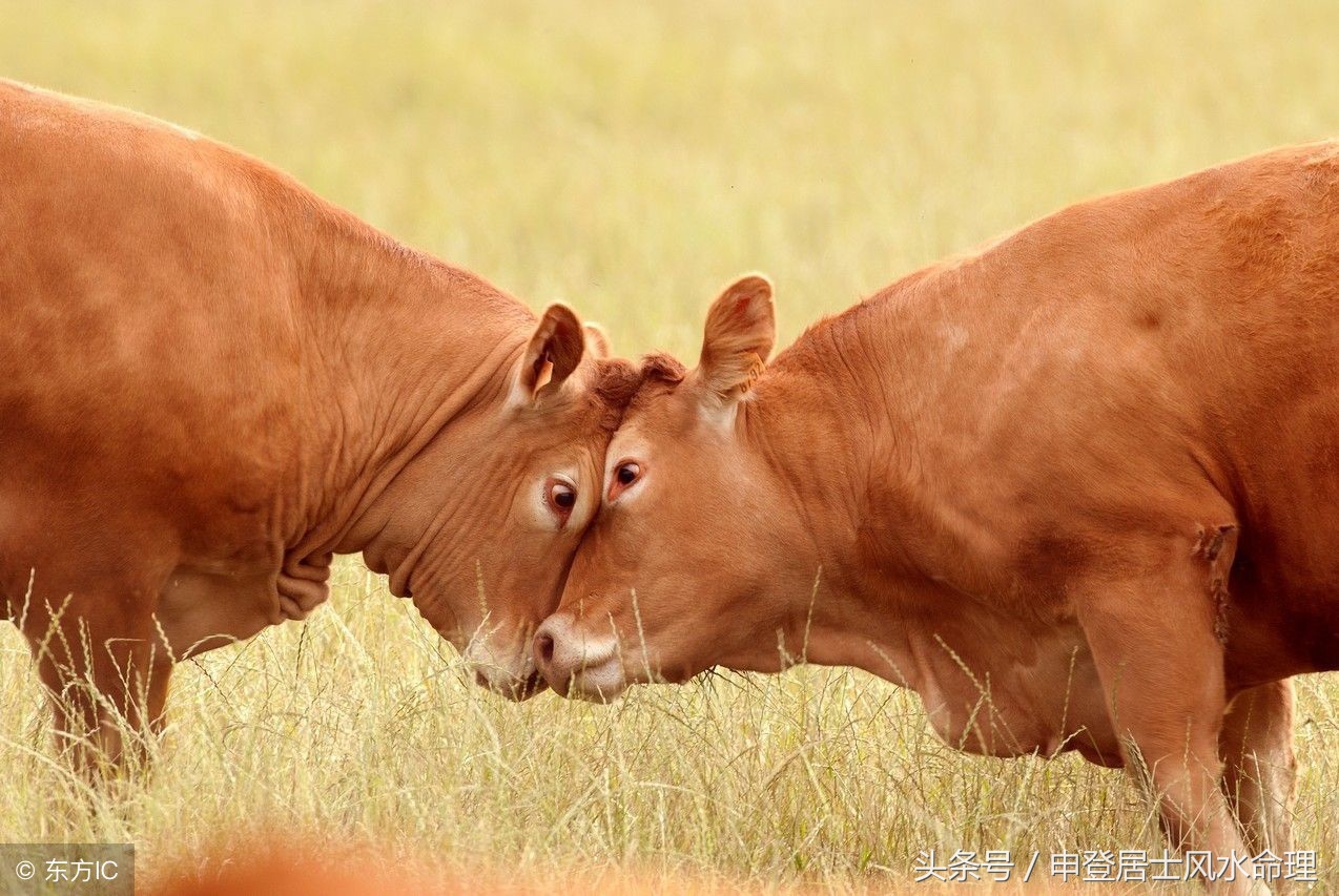 属虎与属牛的相配吗,属虎跟属牛相配的属相