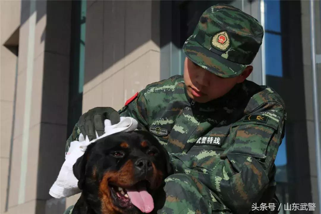 军犬来了|在两代训犬员爱的传承下,“萌犬”虎子变“猛犬”