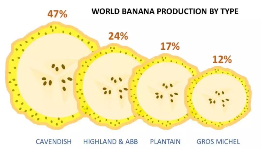 我们自认为美味的香蕉，不过是半个世纪前自然淘汰下的次等品
