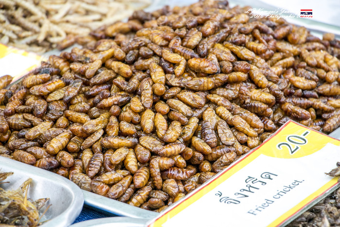 清迈佛寺之城等你采撷的泰北玫瑰,清迈环球旅行家