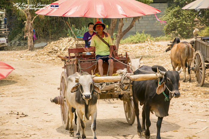 清迈佛寺之城等你采撷的泰北玫瑰,清迈环球旅行家