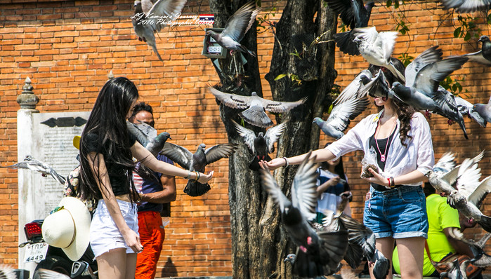 清迈佛寺之城等你采撷的泰北玫瑰,清迈环球旅行家