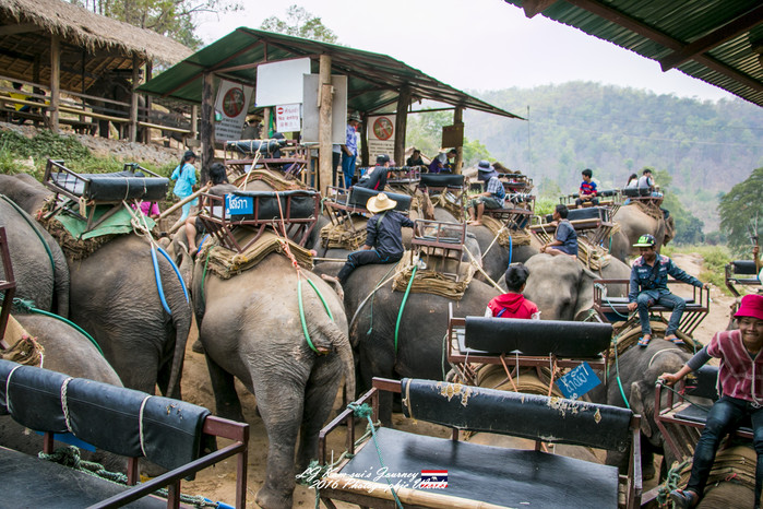 清迈佛寺之城等你采撷的泰北玫瑰,清迈环球旅行家
