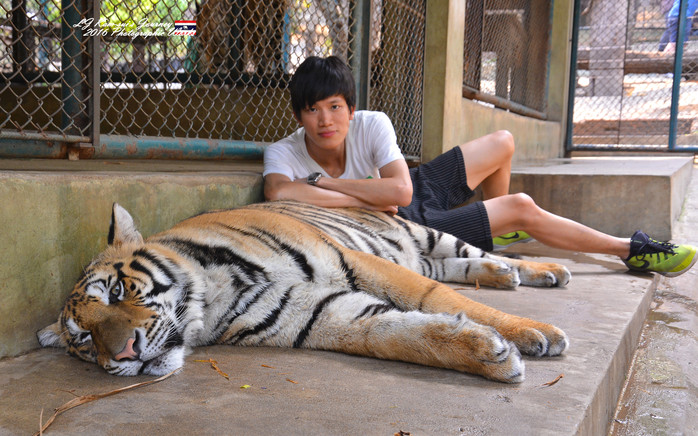 泰国清迈县旅行者,清迈佛寺之城等你采撷的泰北玫瑰