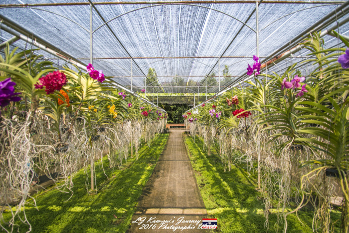 清迈佛寺之城等你采撷的泰北玫瑰,清迈环球旅行家