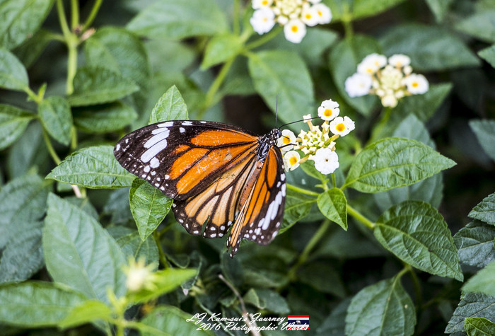 泰国清迈县旅行者,清迈佛寺之城等你采撷的泰北玫瑰