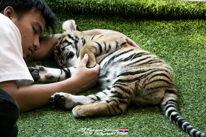 清迈佛寺之城等你采撷的泰北玫瑰,清迈环球旅行家