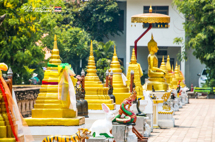 清迈佛寺之城等你采撷的泰北玫瑰,清迈环球旅行家