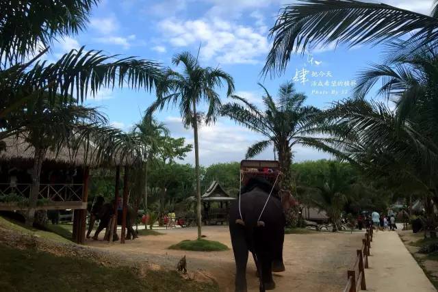 泰国低价团骗局,低价泰国游的骗局