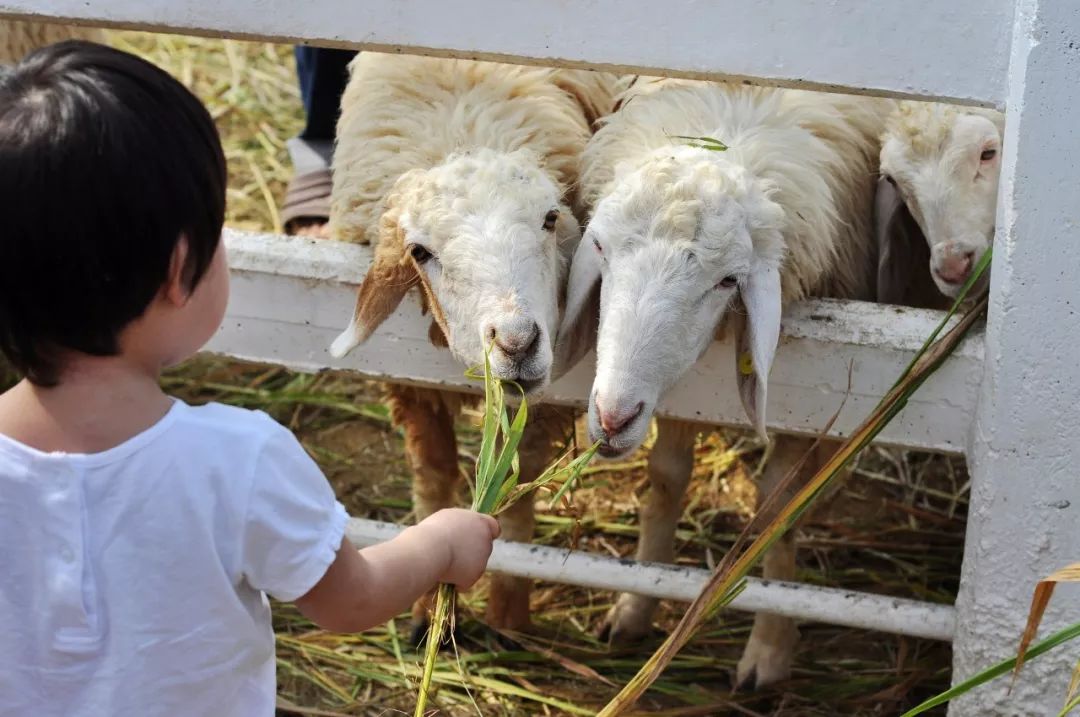春节上海深度游玩攻略,上海春节游玩攻略老城区