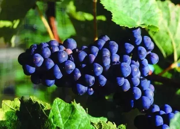 假期返程特产,春节返程带的家乡特产