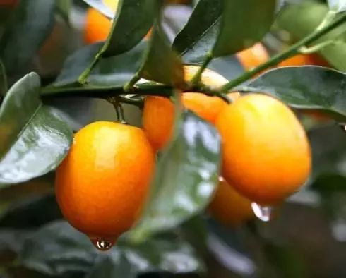 假期返程特产,春节返程带的家乡特产