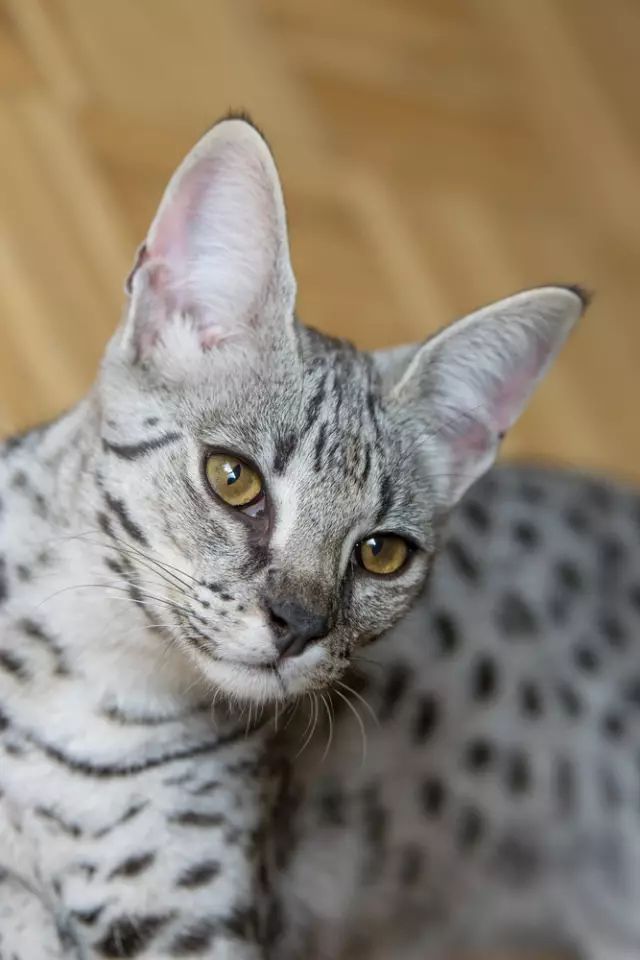 盘点那些怕水的猫咪,谁说猫咪胆小不聪明