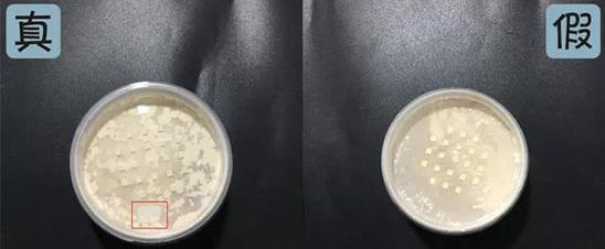 罗拉玫瑰散粉真假,罗拉散粉怎么辨别真假图片