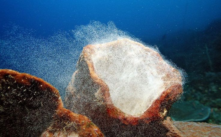 海洋探秘是什么意思,海洋生物探秘