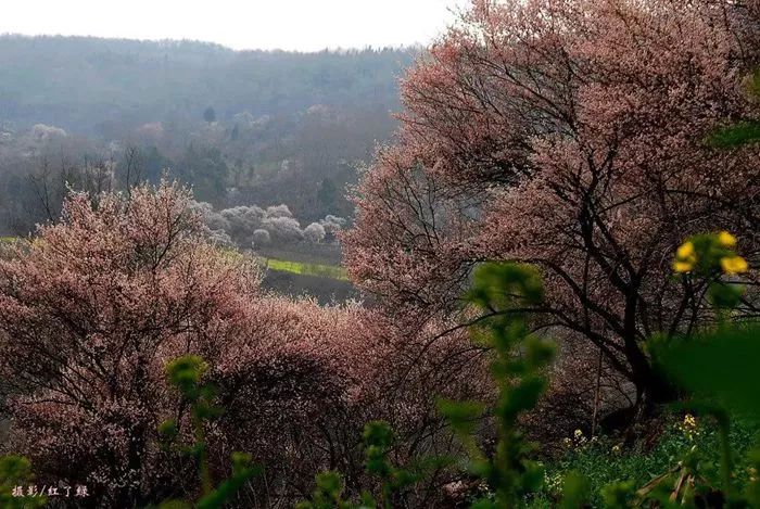 青梅已盛开旅游攻略,青梅已盛开