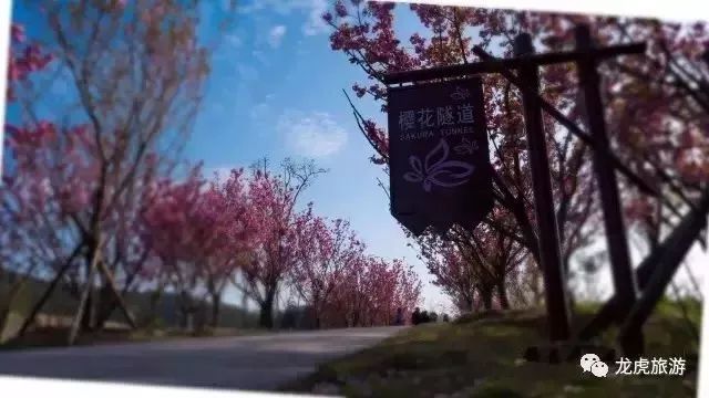 樱花开了!该寻觅浪漫了!请收好这份赏樱地图!