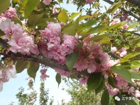 樱花开了!该寻觅浪漫了!请收好这份赏樱地图!