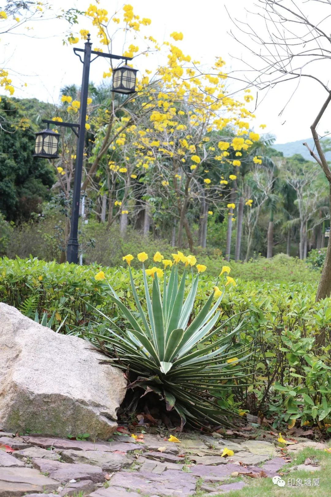 满城尽带黄金甲出处,满城尽带黄金甲