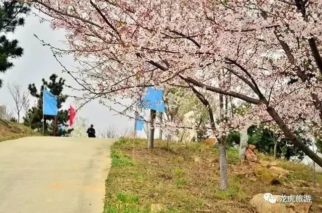 樱花开了!该寻觅浪漫了!请收好这份赏樱地图!