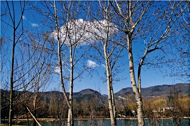 报春技巧,追春的七言诗句